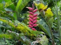 IMG_1171-parrot-beaks-2