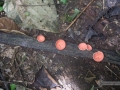 IMG_1358-pink-mushrooms
