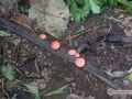 IMG_1365-pink-mushrooms