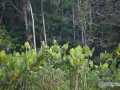 IMG_1267-plants