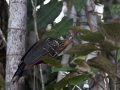 IMG_1474-bird-perching