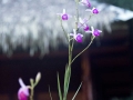 IMG_1601-orchids-2