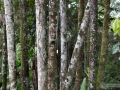 IMG_1606-spiky-trees