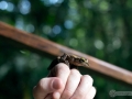 IMG_1645-frog-1