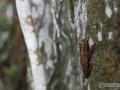IMG_1656-frog-on-tree