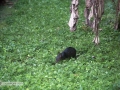 IMG_1883-agouti-best