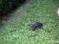 IMG_1891-agouti-running
