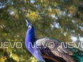 King Peacock Buy Print