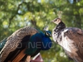 Peacock Lovers Buy Print