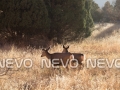 Sunset on Two Deer in a field, III  Buy Print