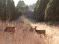 Sunset on Two Deer in a field, IX Buy Print