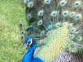 IMG_2104-peacock-great--la-mirage-spa