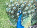 IMG_2110-peacock-great--la-mirage-spa-crop