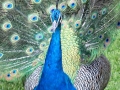 IMG_2111-peacock-great--la-mirage-spa-crop