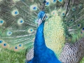 IMG_2113-peacock-great--la-mirage-spa-crop