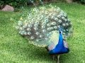 IMG_2117-peacock-great--la-mirage-spa