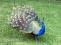 IMG_2124-peacock-great--la-mirage-spa