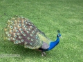 IMG_2129-peacock-great--la-mirage-spa