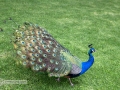 IMG_2131-peacock-great--la-mirage-spa
