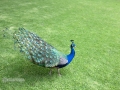 IMG_2134-peacock-great--la-mirage-spa