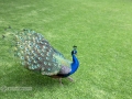IMG_2136-peacock-great--la-mirage-spa