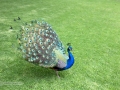 IMG_2137-peacock-great--la-mirage-spa