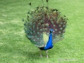 IMG_2143-peacock-great--la-mirage-spa