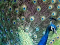 IMG_2146-peacock-great--la-mirage-spa-crop