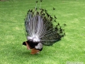 IMG_2148-tail-feather-side-la-mirage-spa
