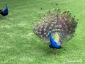 IMG_2153-peacock-great--la-mirage-spa